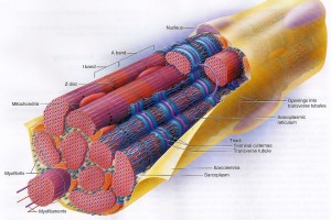 Illustration of muscle fiber